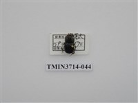 藏品(金龜子科)的圖片